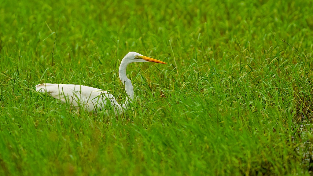 Great Egret